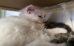 Siberian cats for sale: Pure White Siberian Boy - Image 6