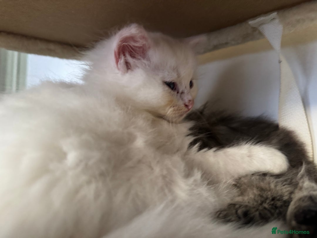Siberian cats for sale: Pure White Siberian Boy - Image 6
