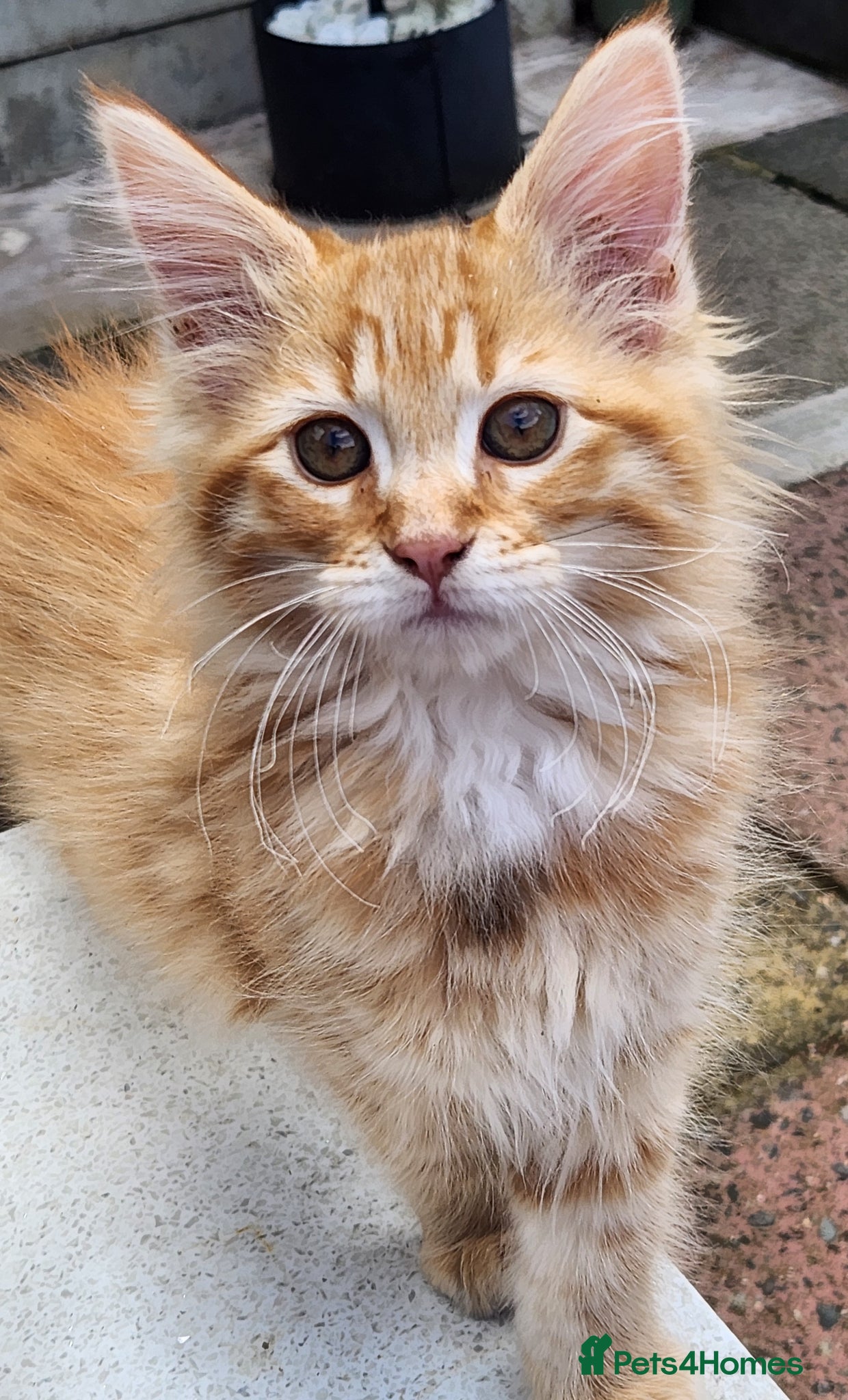 Maine Coon cats Maine Coons Ready Now!! 4 male 1 female  - Advert 3
