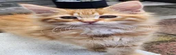 Maine Coon cats for sale: Maine Coons Ready Now!! 4 male 1 female  - Advert 8