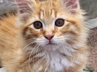 Maine Coon cats Maine Coons Ready Now!! 4 male 1 female - Advert 3