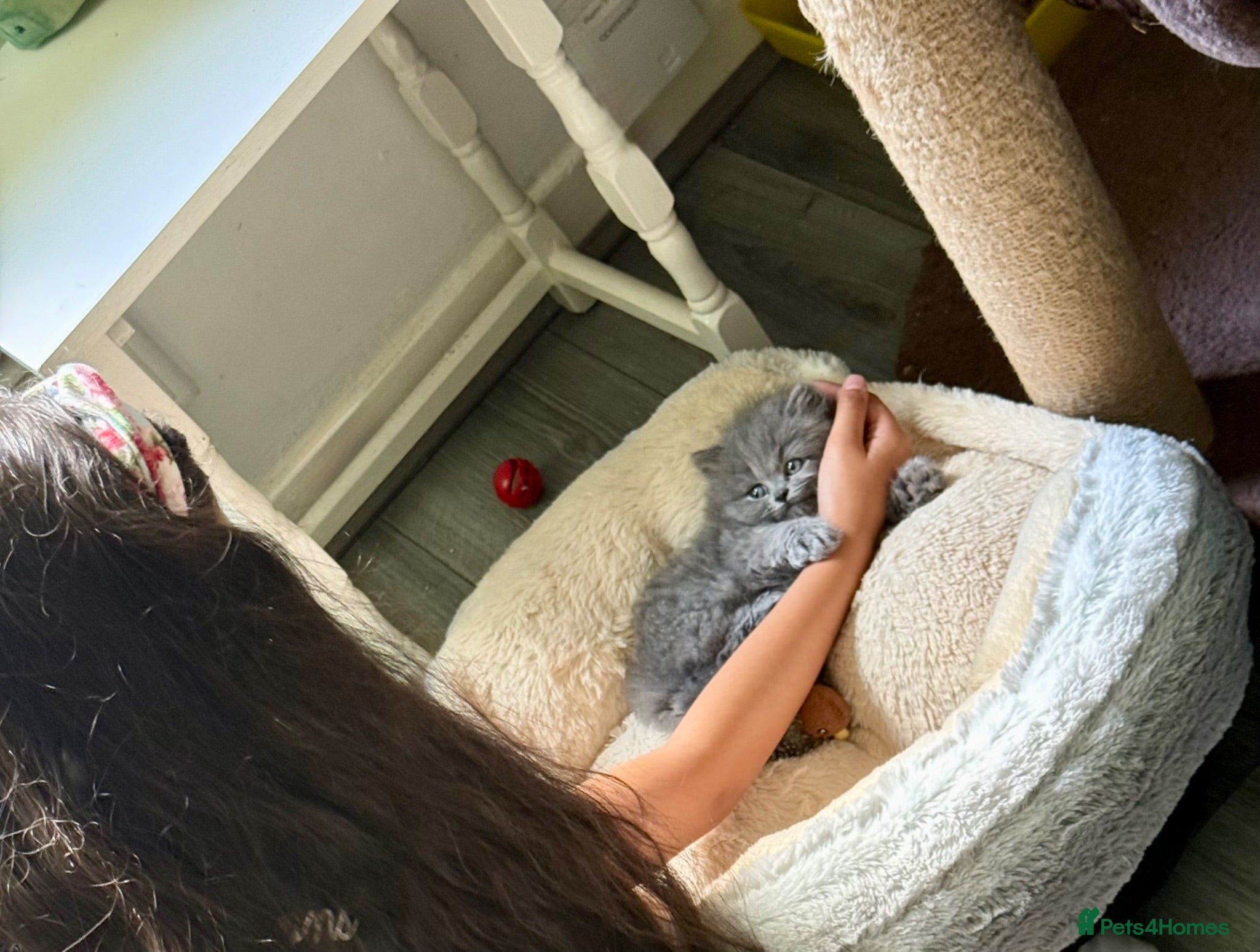 British Shorthair cats Exceptional BSH kittens  - Advert 2