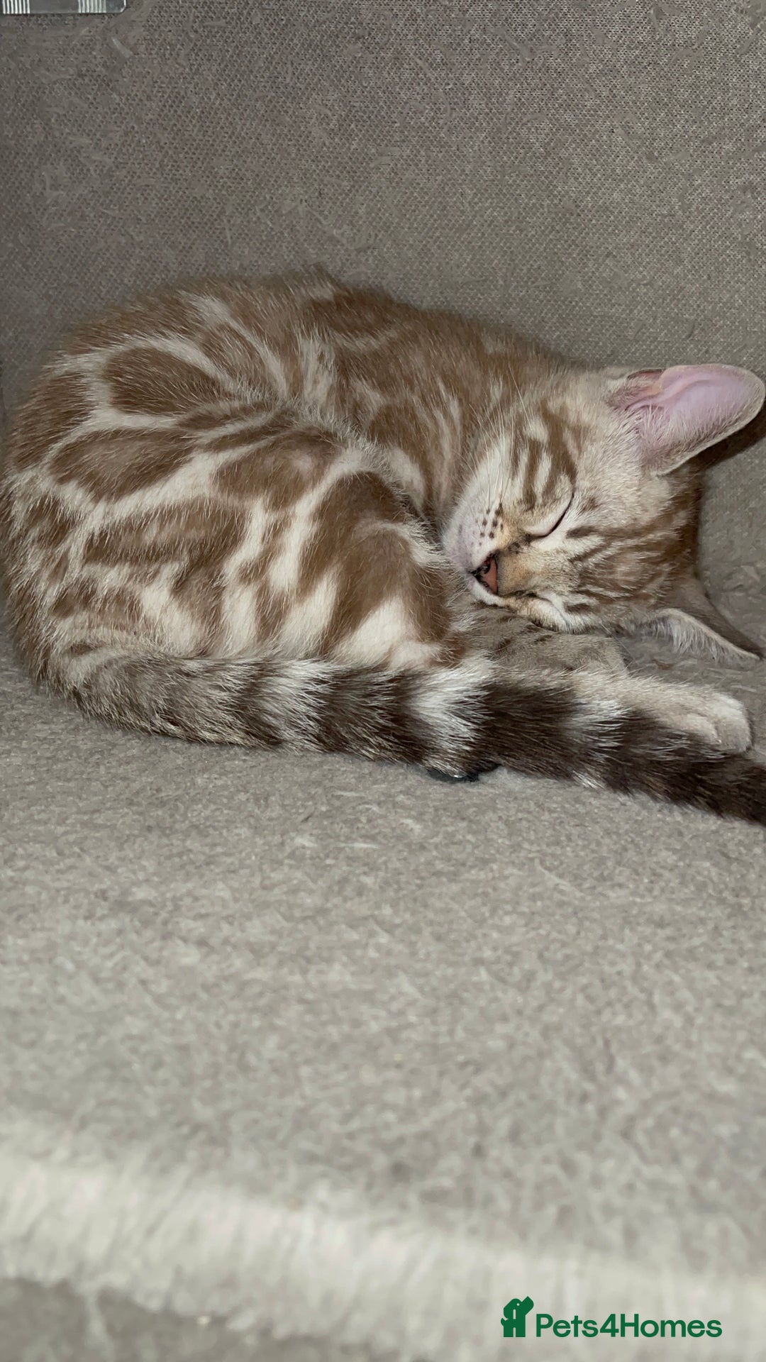 Bengal cats for sale: 🏡Stunning Tica registered Bengal Kittens  🐾 - Image 18