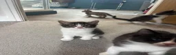 British Shorthair cats for sale: 7 short hair kittens  - Advert 19
