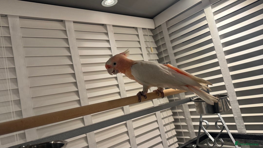 Cockatoo birds for sale: Major Mitchell Super Tame - Advert 1