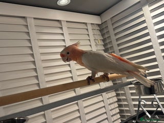 Cockatoo birds Major Mitchell Super Tame - Advert 2