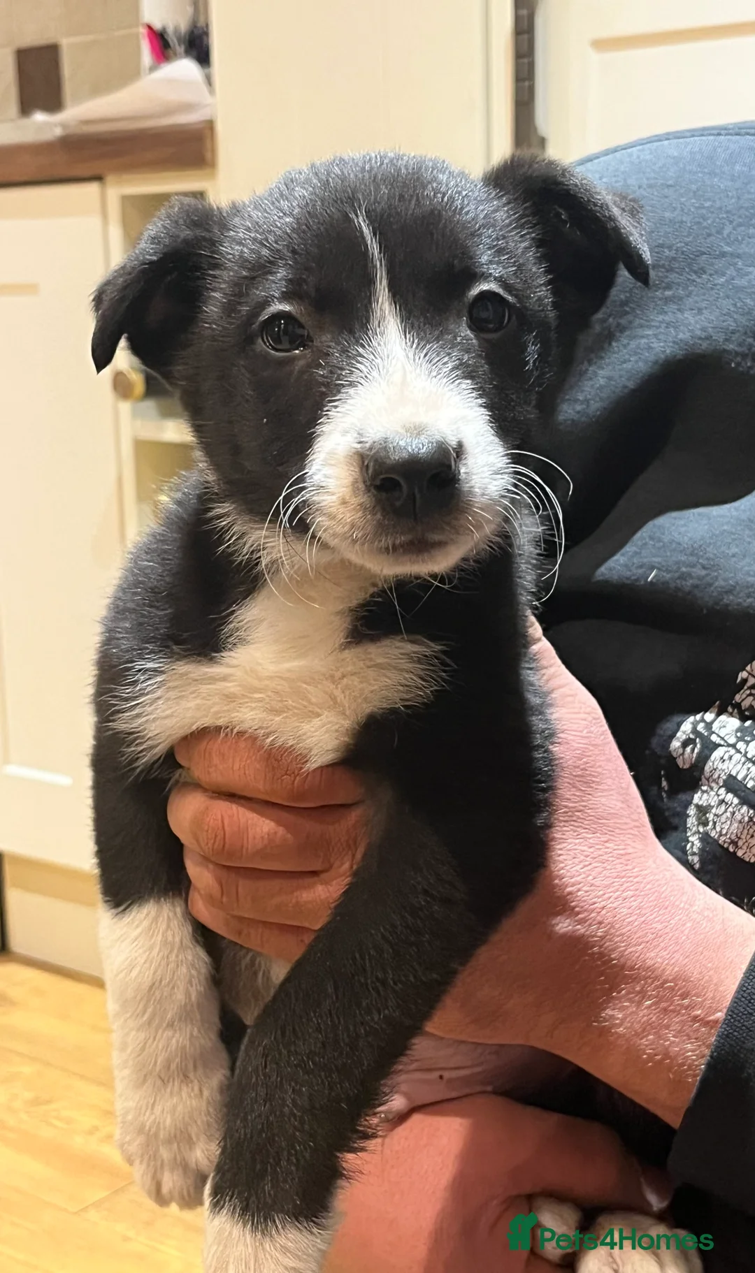 Border Collie dogs for sale: Male Border Collie Pup 10 weeks old - Advert 3