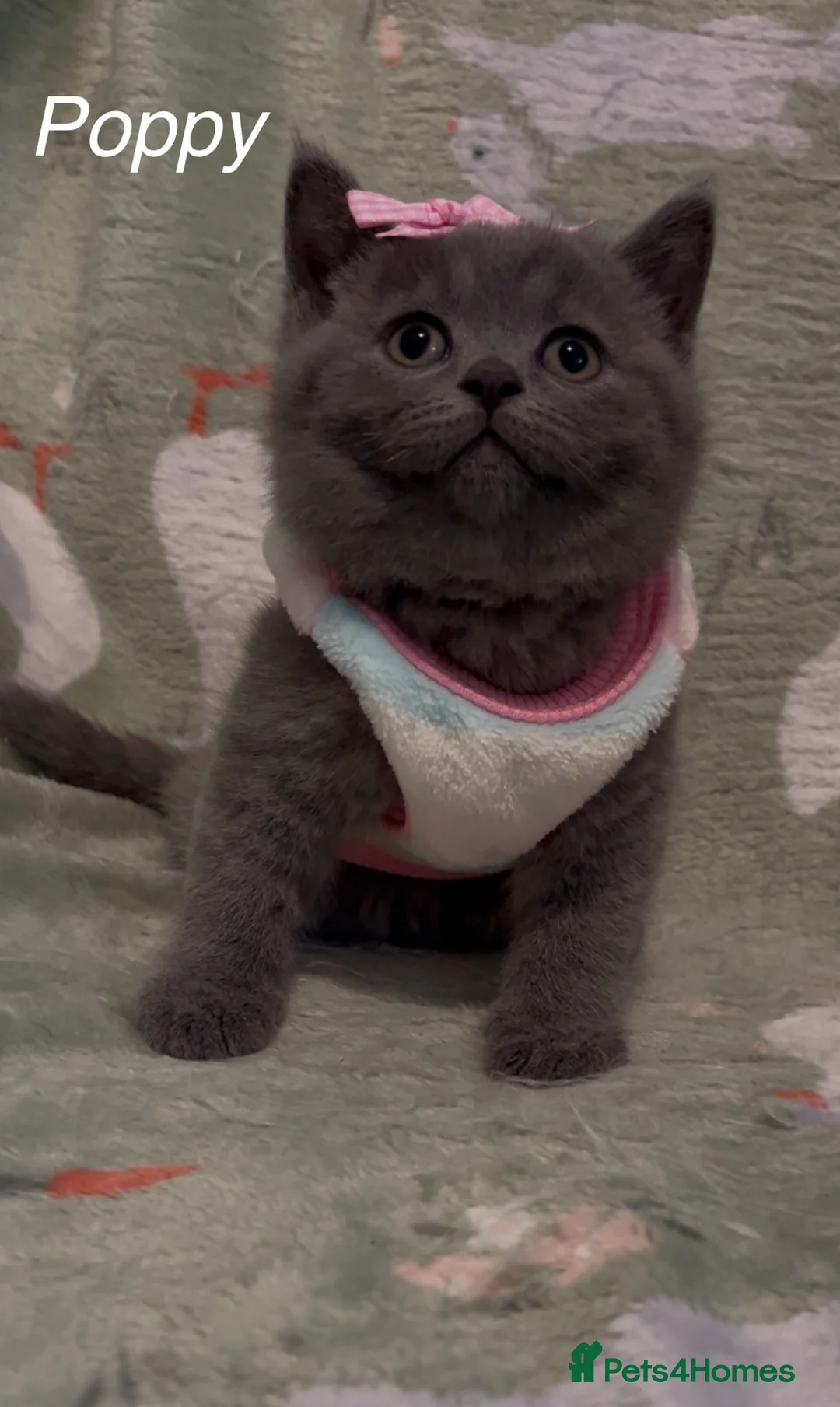 British Shorthair cats for sale: Pure British Shorthair  - Advert 2