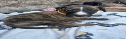 Mixed Breed dogs for sale: Lurcher pups for sale in Banbury - Advert 4