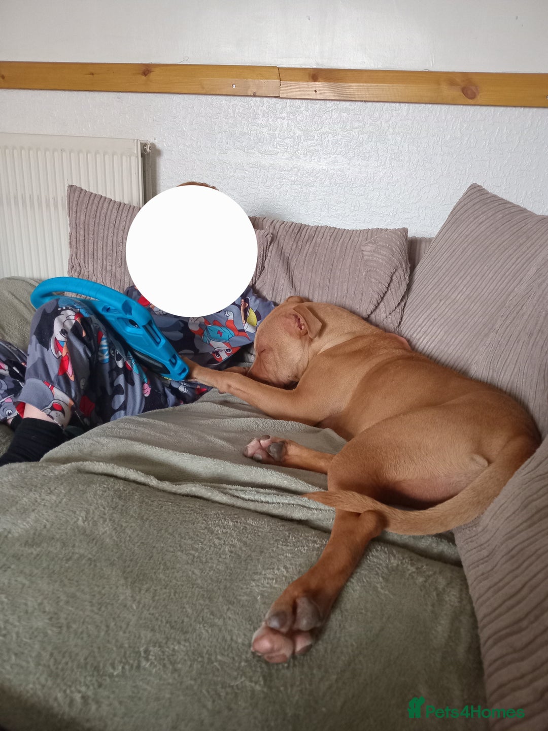 Mixed Breed dogs for sale: Crossbreed  - Image 6