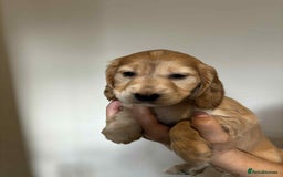 Cocker Spaniel dogs for sale: Pure show type dna health tested KC reg parents  - Image 20