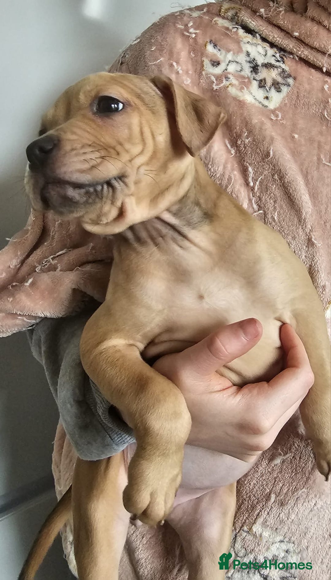Mixed Breed dogs for sale: Bullmastiff cross pocket bully - Advert 13