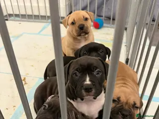 American Bully dogs American bully classic puppies for sale - Advert 4