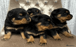 Rottweiler dogs for sale: Rottweiler Puppies - Image 10