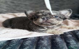 French Bulldog dogs for sale: FLUFFY FRENCH BULLDOGS  - Image 15