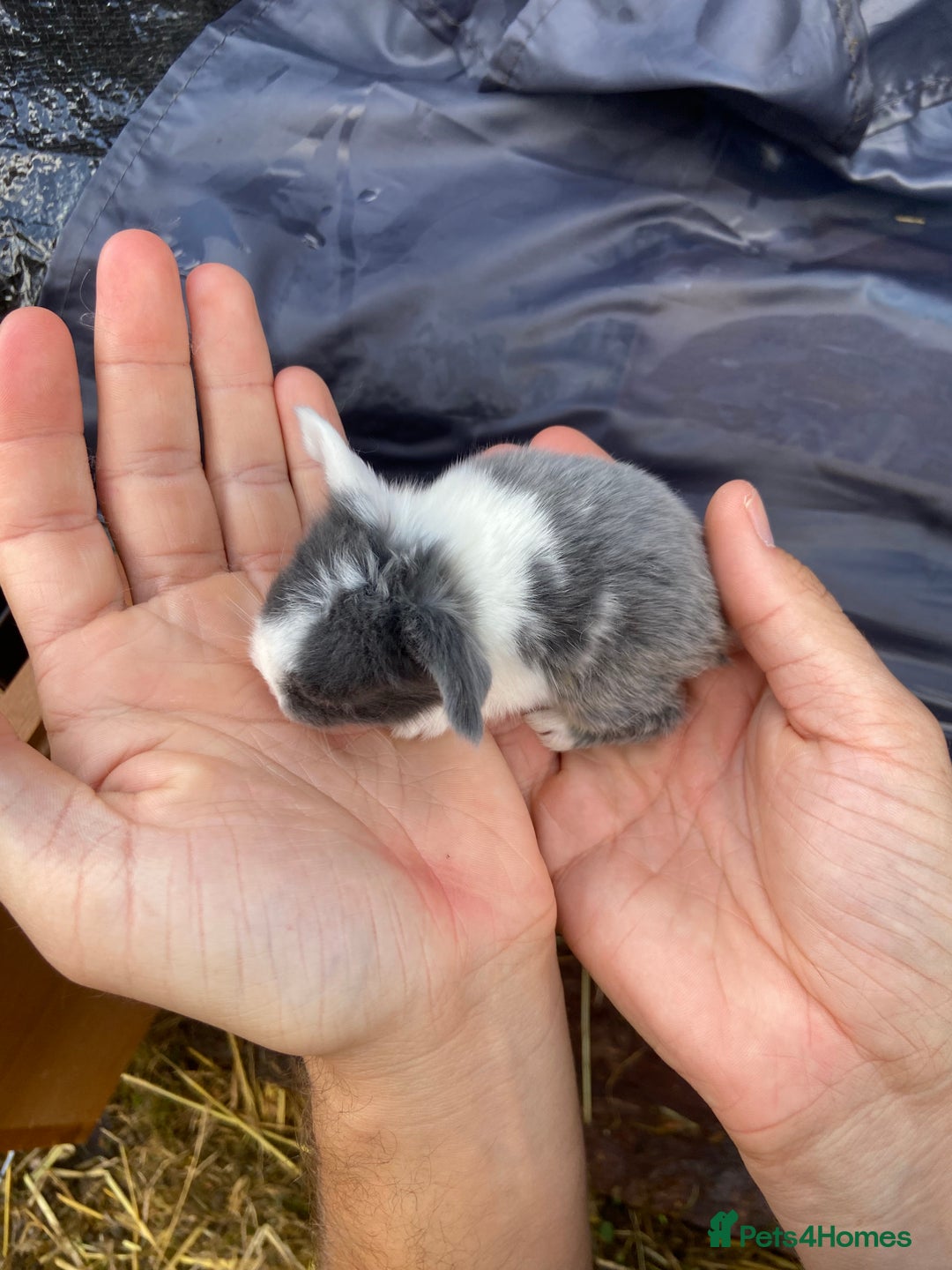Mini Lop rabbits for sale: 🌹🍓outstanding pure mini lops 🍓🌹 - Image 7