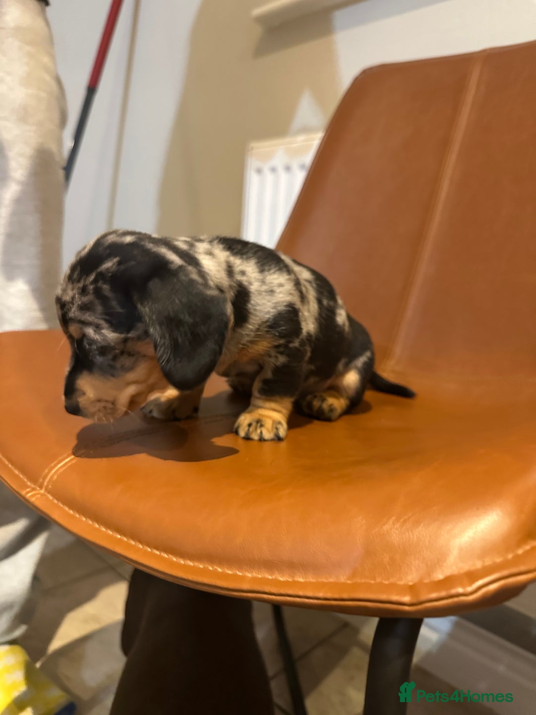 Dachshund dogs for sale: Chunky Standard Homebred Dachshunds - Image 4