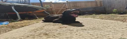 Mixed Breed dogs for sale: Red fox Labrador x Akita X GSD  in Cirencester - Advert 14