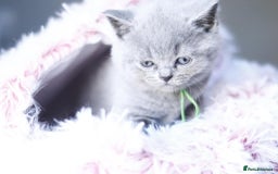 British Shorthair cats for sale: GCCF champ bloodlines Bsh - Image 4
