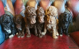 Cavapoo dogs for sale: Gorgeous f1bb Multicolour Cavapoo pups - Image 1