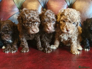 Cavapoo dogs Gorgeous f1bb Multicolour Cavapoo pups - Advert 6