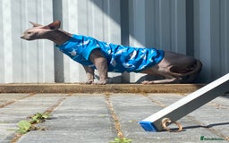 Sphynx cats for sale: Beautiful blue boy  - Image 7