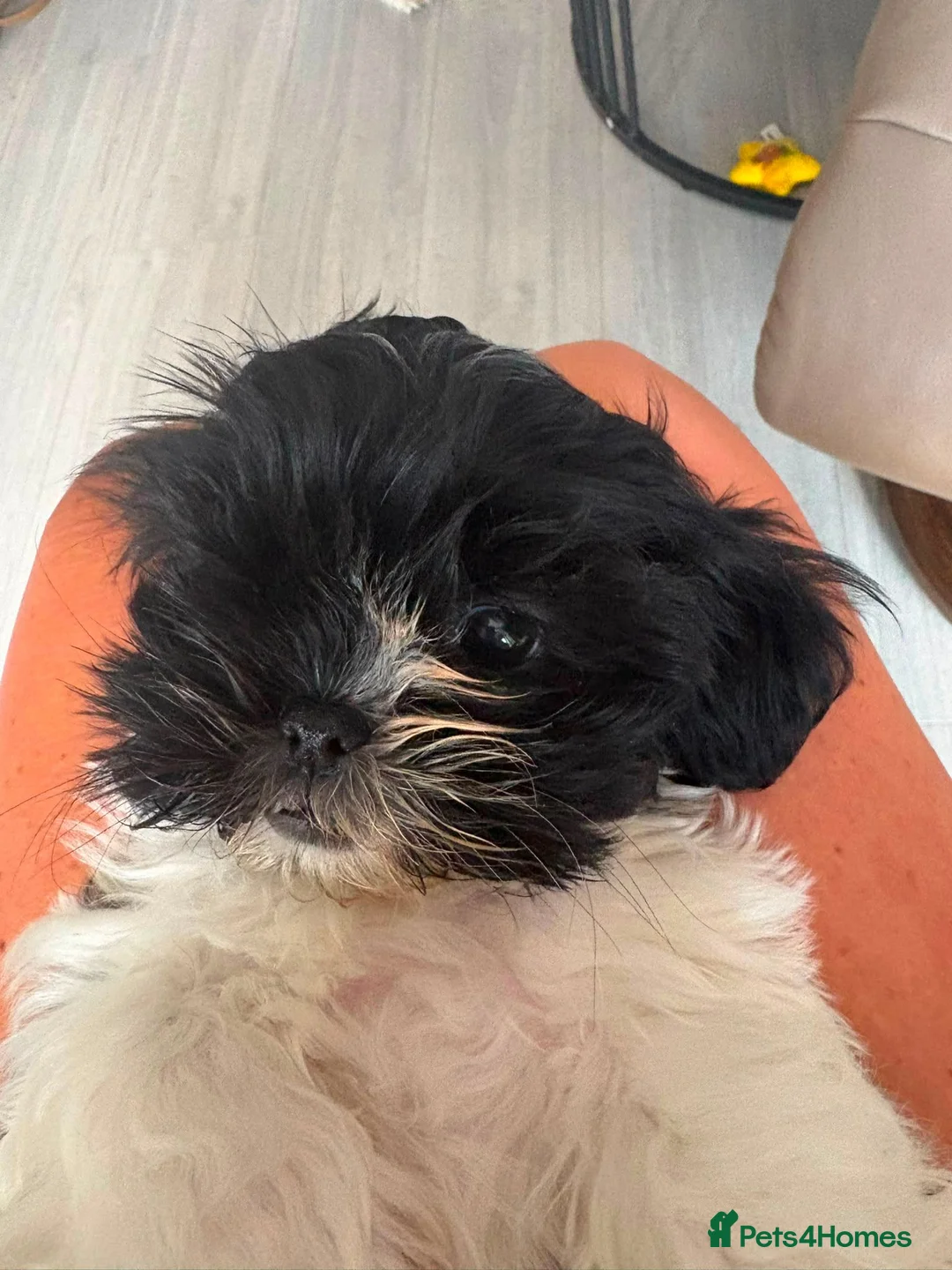 Shih Tzu dogs for sale: Last Female Shih Tzu Puppy Available Now - Advert 2
