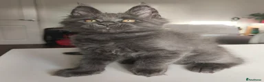 Maine Coon Kitten 2