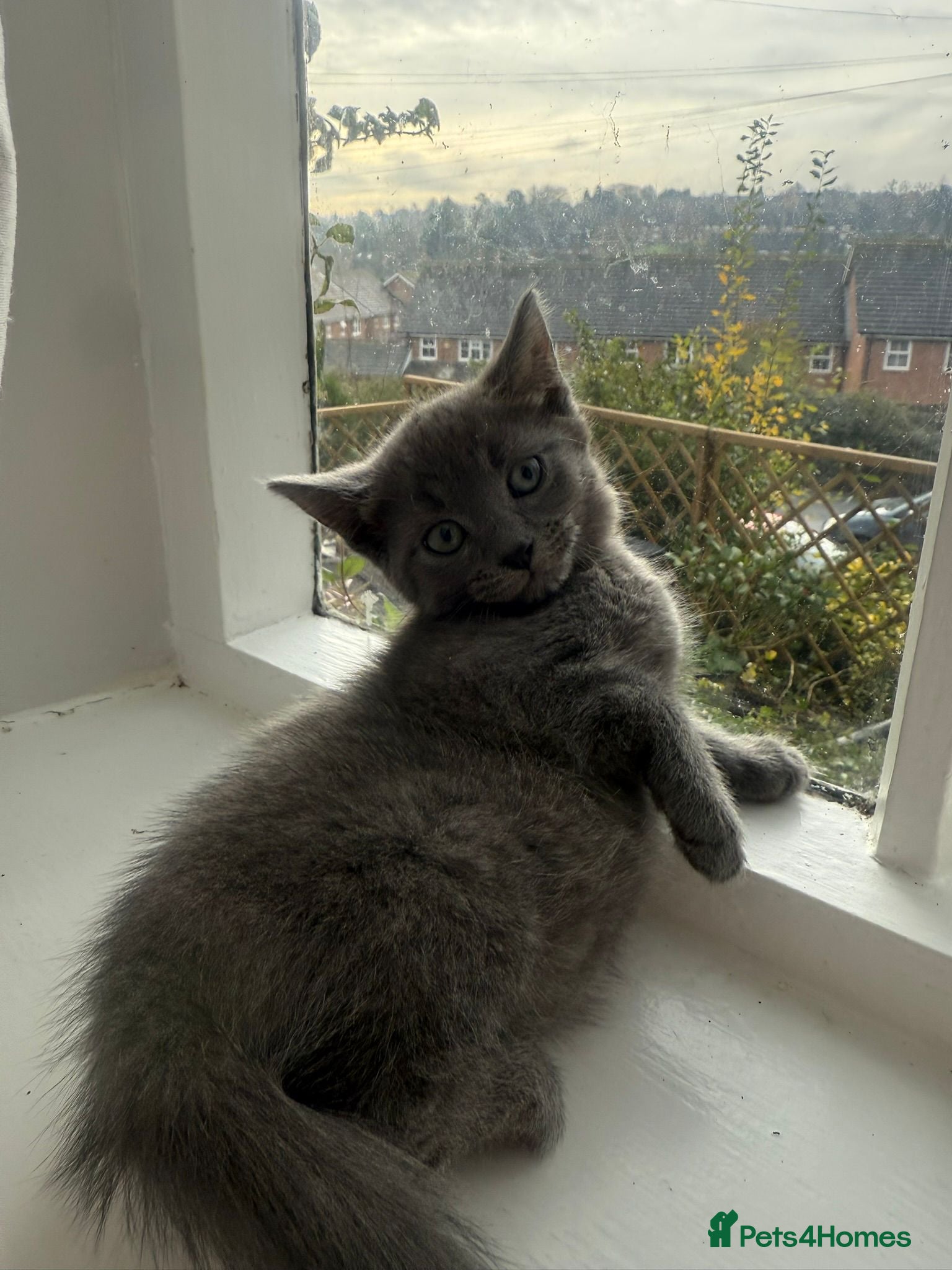 Russian Blue cats Russian blue kitten  - Advert 4