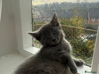 Russian Blue cats Russian blue kitten - Advert 4