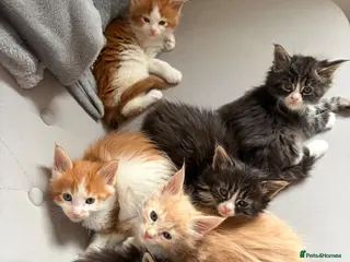 Maine Coon cats Maine coon kittens - Advert 5