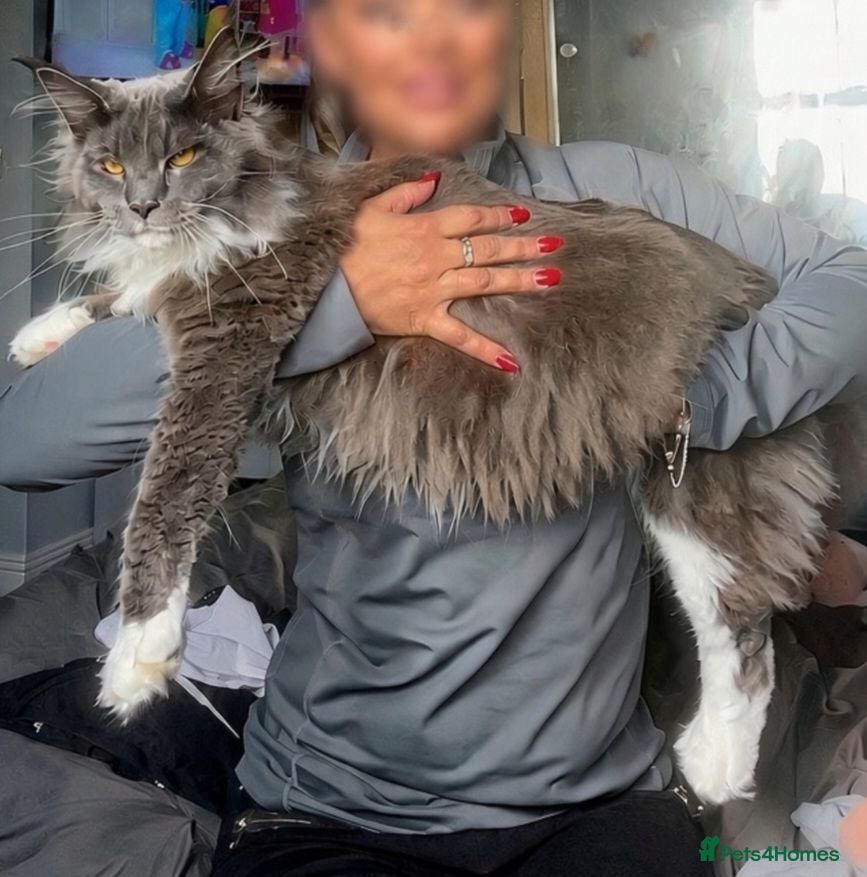 Maine Coon cats Main coone kittens  - Advert 1