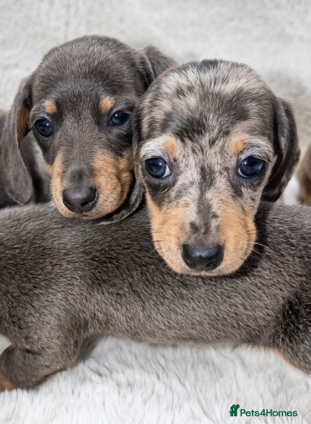 Dachshund dogs Dachshund Puppies  - Advert 1