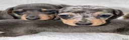 Dachshund dogs for sale: Dachshund Puppies  in Guildford - Advert 1