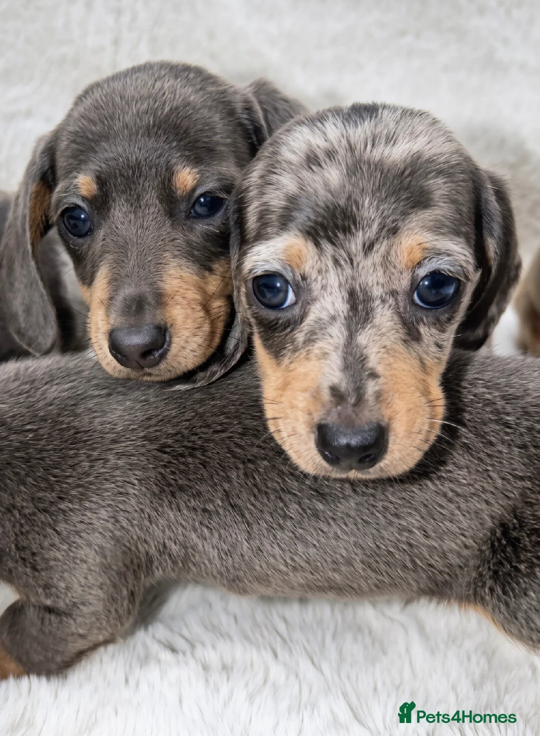 Dachshund dogs for sale: Dachshund Puppies  in Guildford - Advert 1