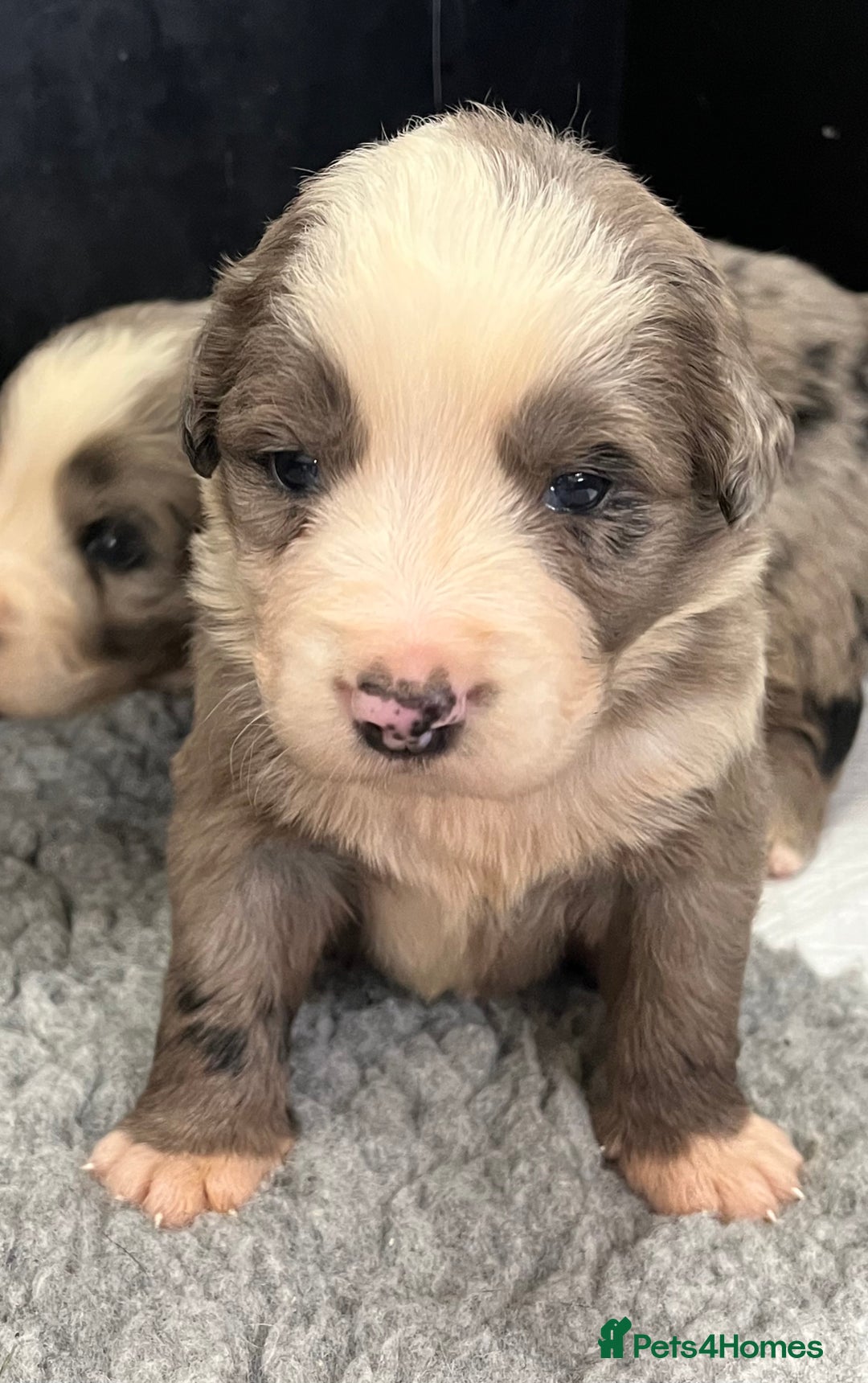 Bernese Mountain Dog dogs for sale: Stunning Chunky Bordernese Puppies - Image 38