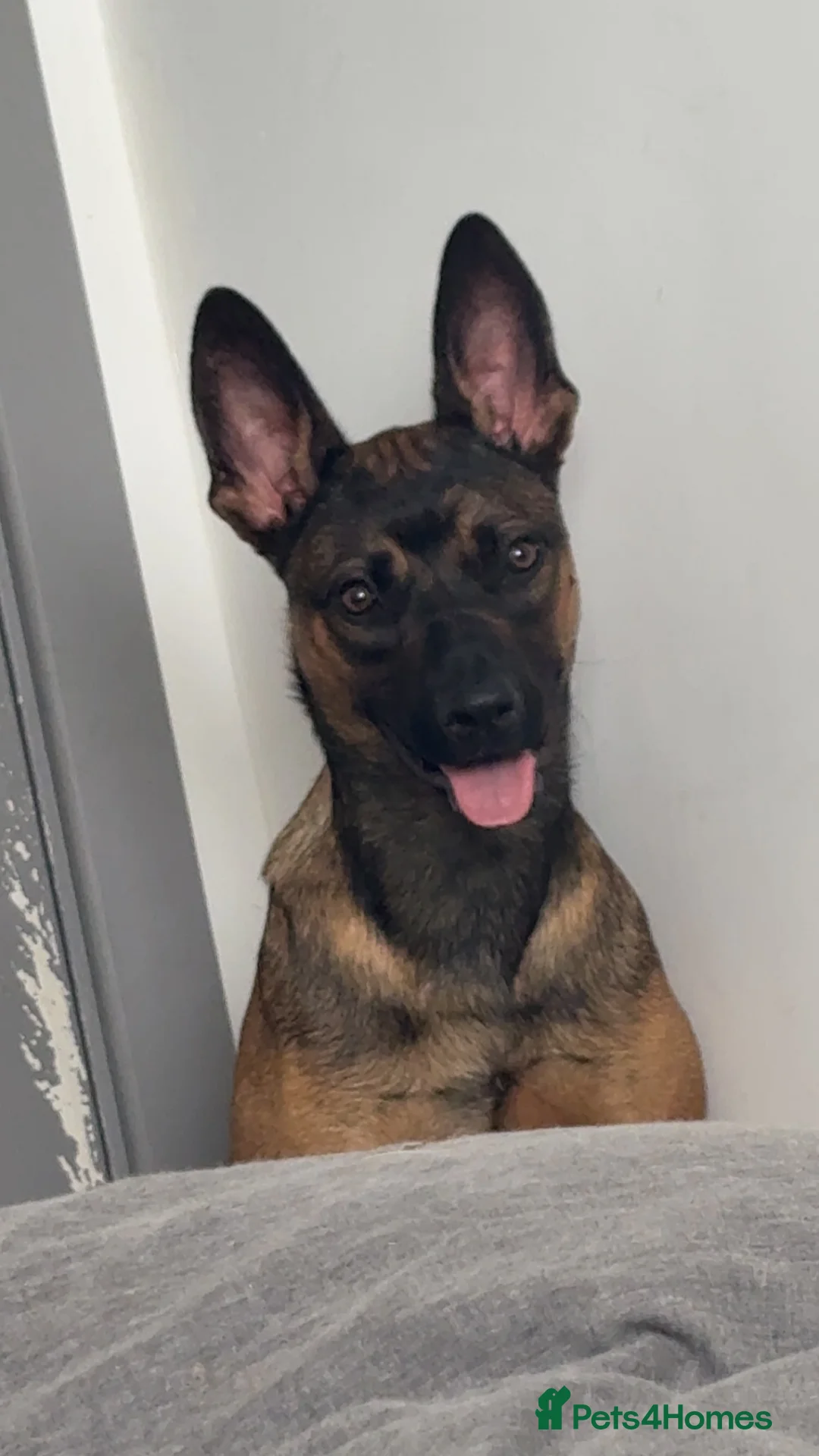 Belgian Shepherd Dog dogs for sale: Nova  - Advert 15