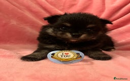 Pomchi dogs for sale: INCREDIBLE Thai/Korean pomchi READY 5th September  - Image 17