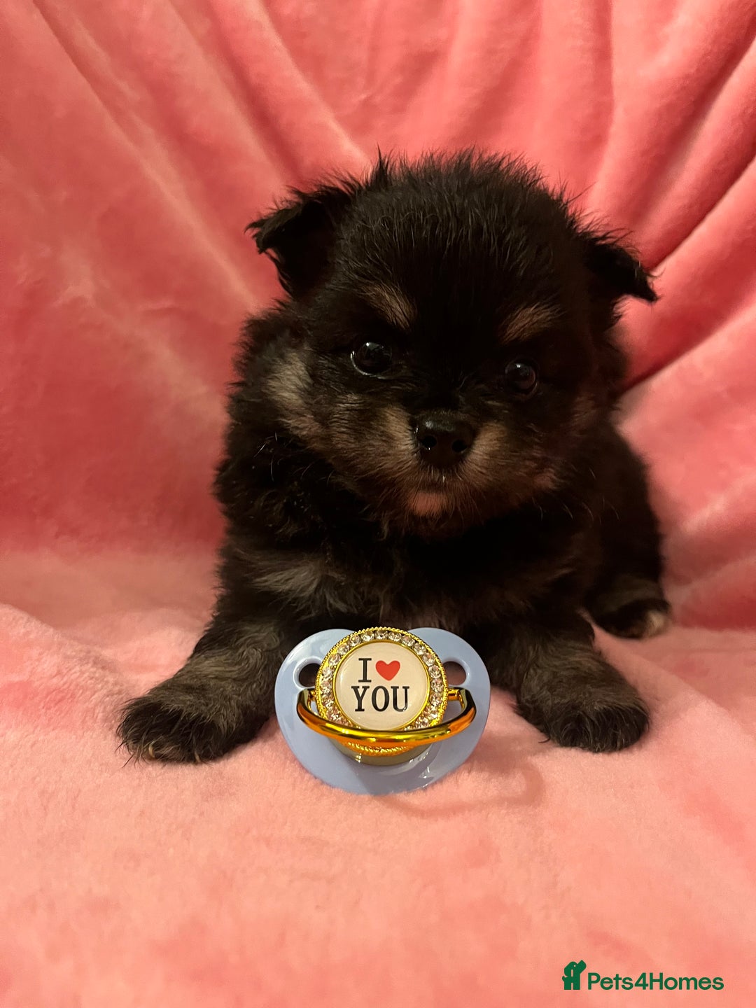 Pomchi dogs for sale: INCREDIBLE Thai/Korean pomchi READY 5th September  - Image 17