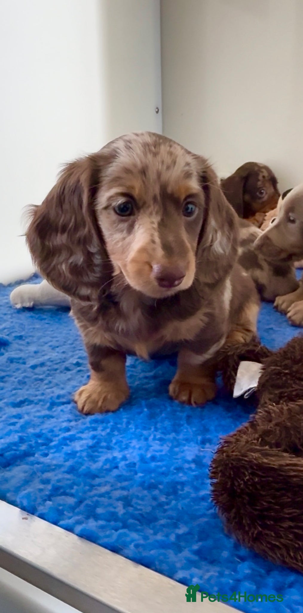 Miniature Dachshund dogs Quality miniature long hair & smooth hair puppy's - Advert 1
