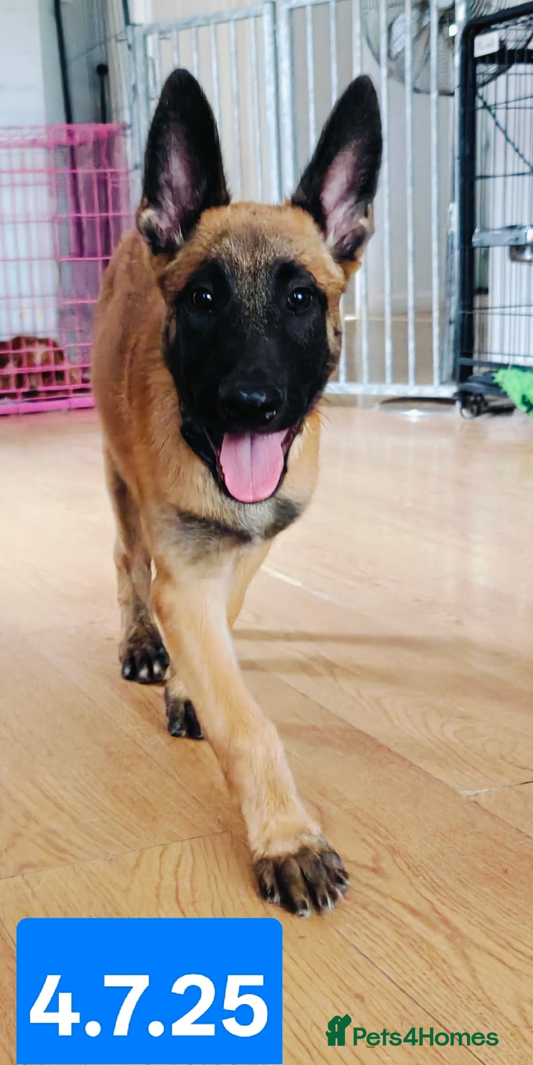 Belgian Shepherd Dog dogs for sale: KC Reg Belgian Shepherd Malinois pups for sale in Newport - Image 15