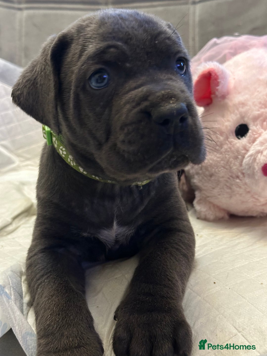 Cane Corso dogs for sale: Full bloodline Cane Corso Italiano FCI - Advert 19