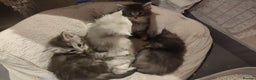 Maine Coon cats for sale: Tica Reg and fully health tested - Advert 2