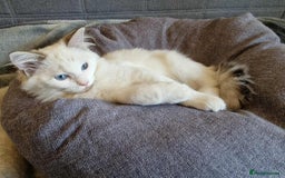 Ragdoll cats for sale: GRAND Champion European Line kittens.FULL PEDIGREE - Image 12