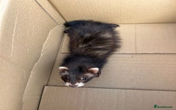 Ferret rodents for sale: 2 semi angora black self babies 1 jill 1 hob left  - Image 16