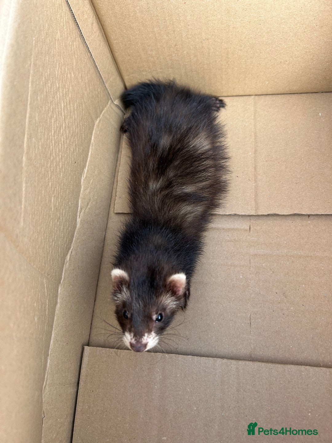 Ferret rodents for sale: 2 semi angora black self babies 1 jill 1 hob left  - Image 16