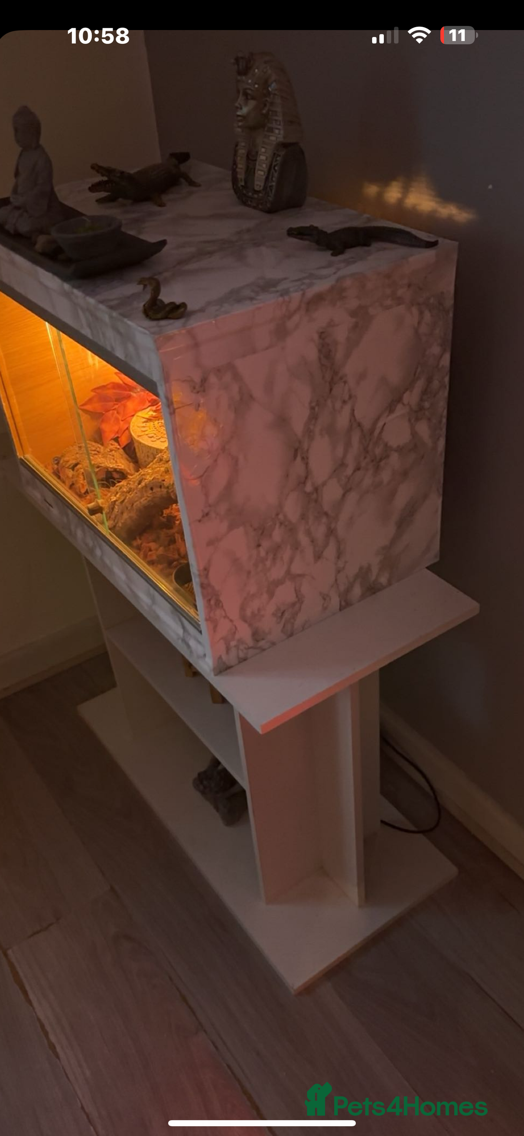 Python Snake reptiles for sale: Yellow pastel ball python  - Advert 2