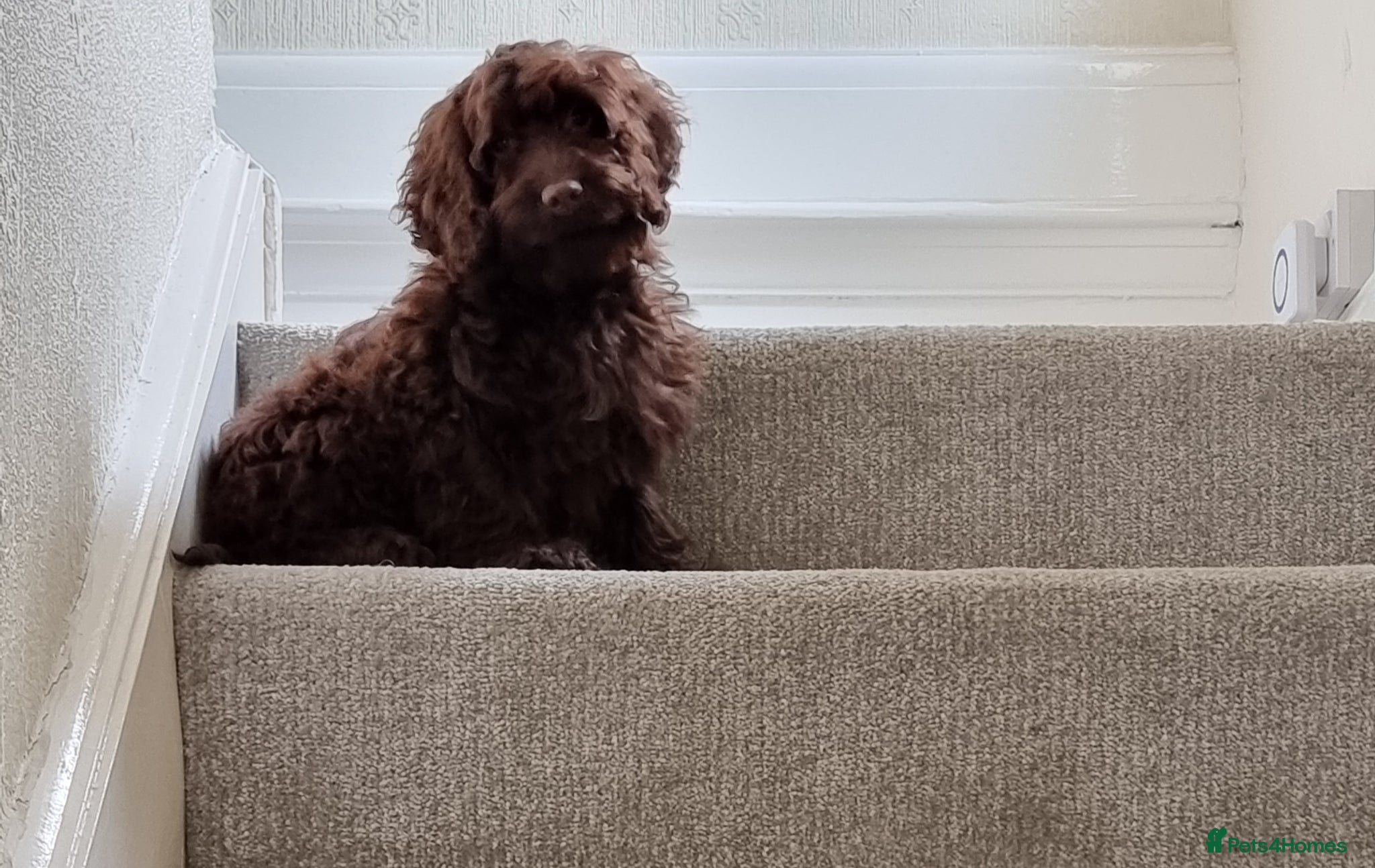 Cockapoo dogs for sale: Rare cockapoo pups with mix blue eyes colour  in Wolverhampton - Advert 15