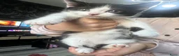 Mixed Breed cats for sale: All kittens and mother for free  - Advert 5