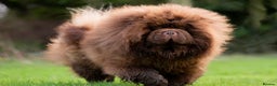 Chow Chow dogs for stud: Outstanding Chocolate kc Reg Stud Boy in Pontefract - Advert 4